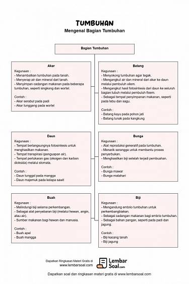 Gambar Ringkasan Materi Bagian Tumbuhan