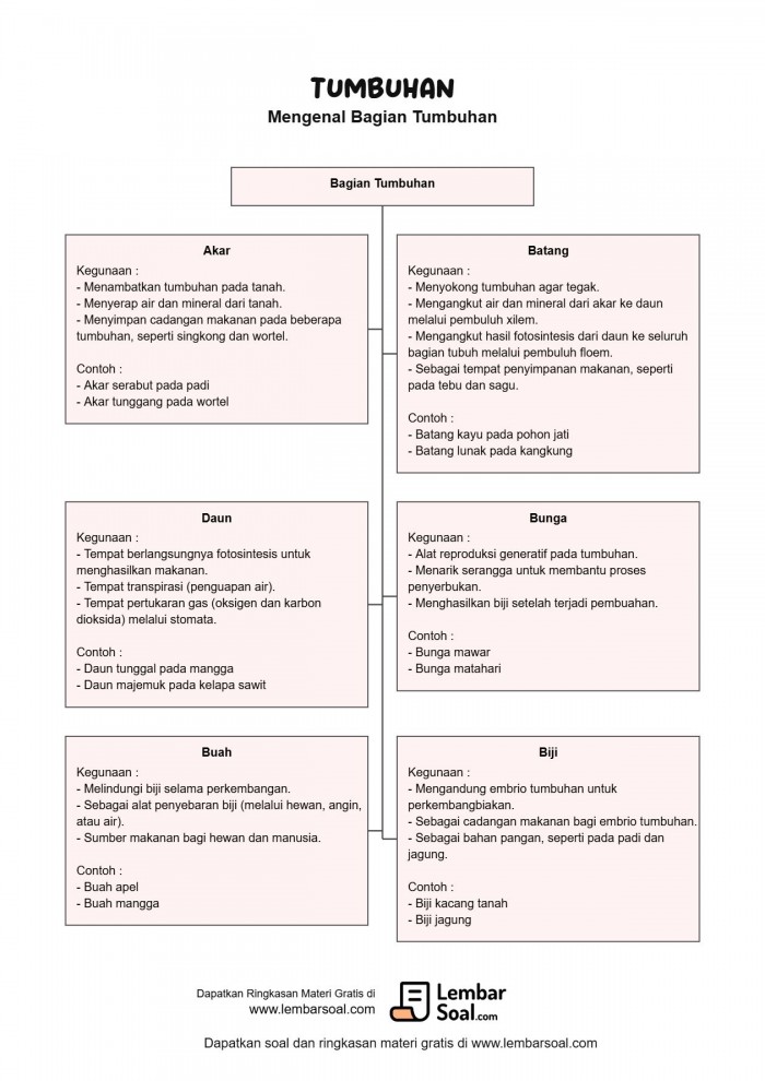 Gambar Ringkasan Materi Bagian Tumbuhan